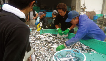 鮮魚