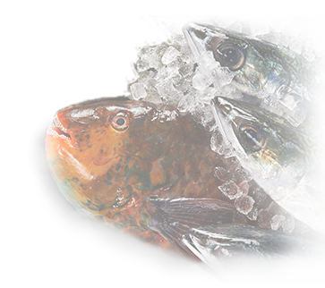 魚